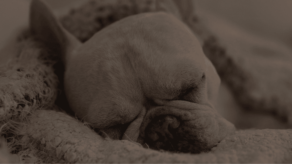 Frenchie schlafend