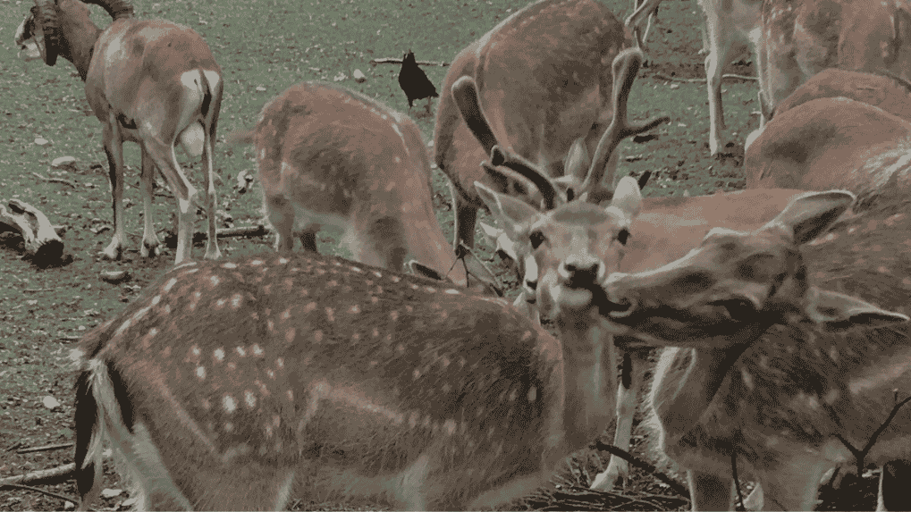 Hirsch König des Münchner Umlands