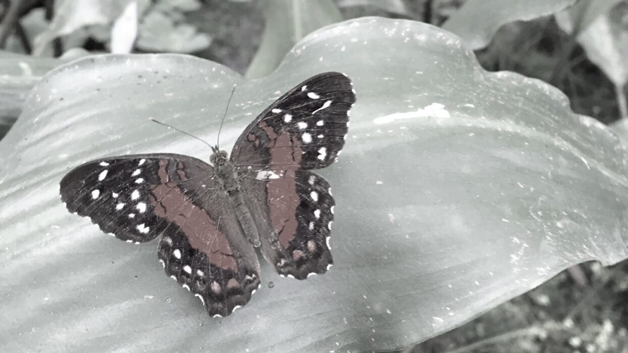 Botanischer Garten München